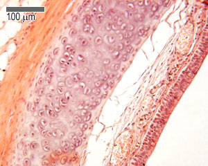 micrograph of cartilage