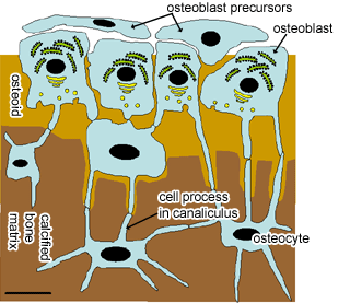 diagram of bone cells