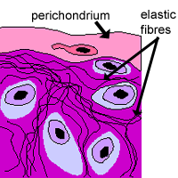 diagram of elastic cartilage