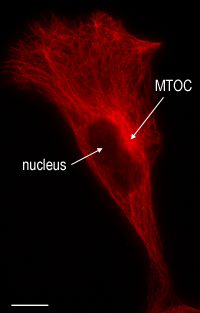 photo of microtubules in cell