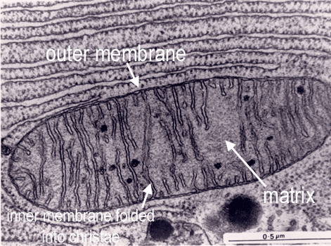 Granular sythesis