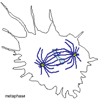 video frame of cell in metaphase