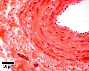 Vein Artery Histology