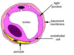 diagram of capillary