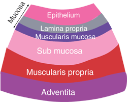 diagram showing layers of the Gastointestinal Tract