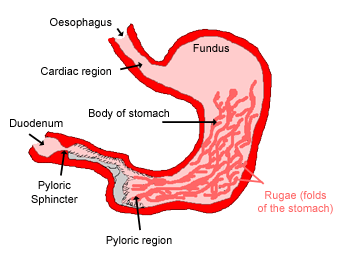 largest stomach