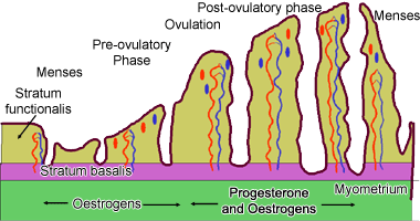 illustration of how the wall of the uterus changes during the menstrual cycle