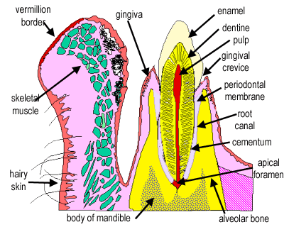 diagram of section through mouth