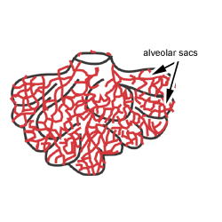 diagram of alveoli