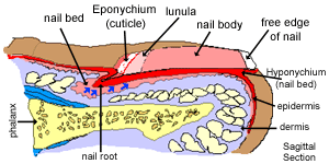 diagram of nail dorsal view diagram of nail sagittal section