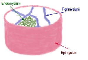 diagram of muscle layers