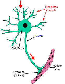 diagram of a neuron