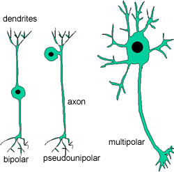 diagram of neurons