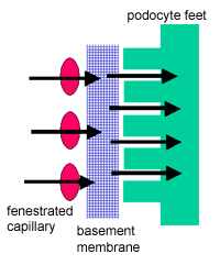 diagram of filtration slits