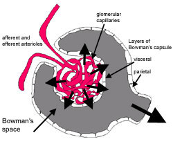 diagram of the renal corpuscle