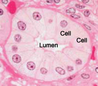 foto de células coradas de HE