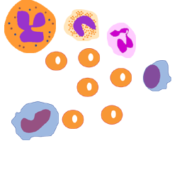 diagram of various blood cells