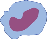 drawing of a monocyte