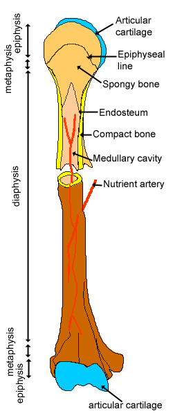 Cartilage Bone Ossification The Histology Guide