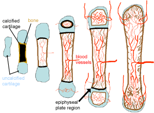 diagram showing bone growth