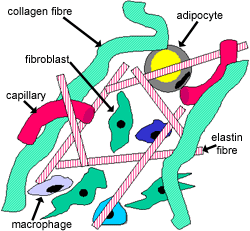 diagram of connective tissue