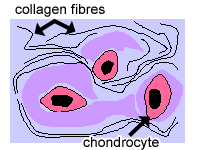 diagram of fibrocartilage