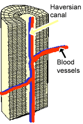 diagram of haversian canal
