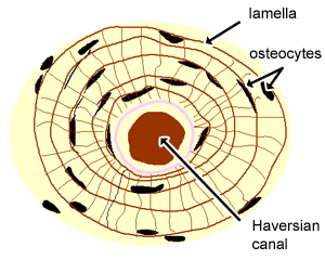 osteon diagram TS