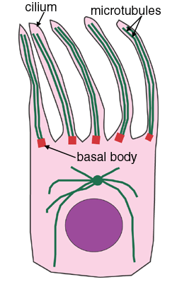 diagram of cilia