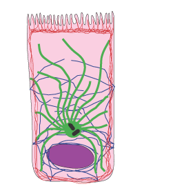 diagram of cell with filaments