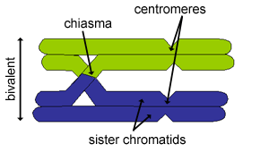 a disgram of a cross-over between two non-sister chromatids
