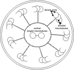 TS diagram of cilium