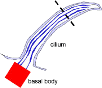 diagram of cilium