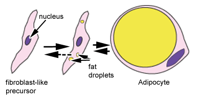 diagram of adipocyte formation