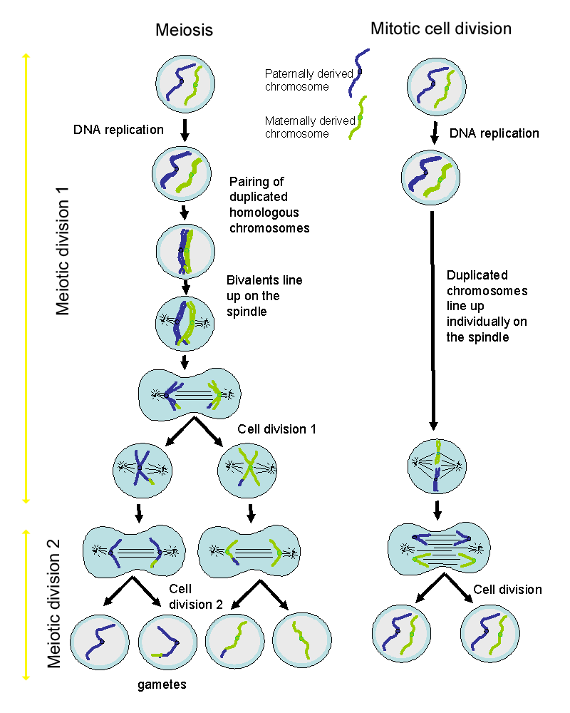a diagram comparing meiotic cell division and mitotic (normal) cell division