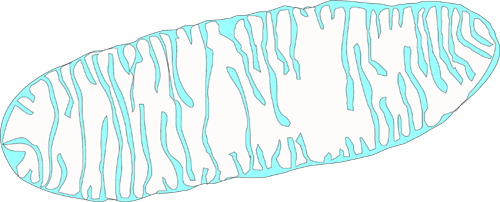 drawing of a mitochondrium