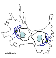 video frame of cell in cytokineses
