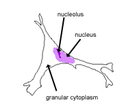 diagram of cell