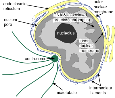diagram of the nucleus