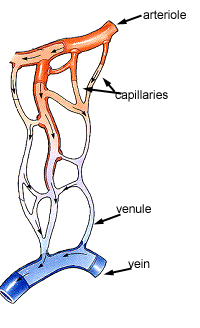 arteriole, capillaries, venule & vein