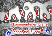 EM fenestrated capillary