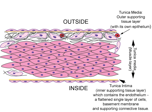 diagram of layers