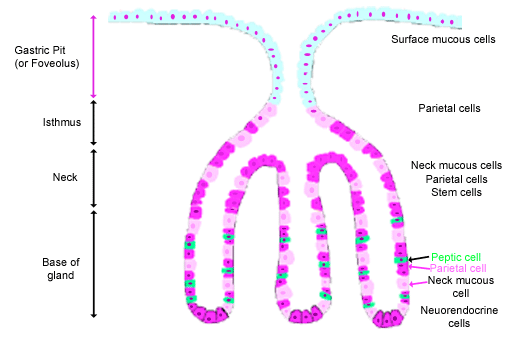 gastric gland and pit diagram