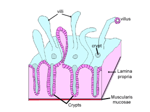 diagram of villi