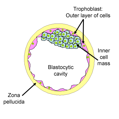 diagram showing the blastocyst in more detail