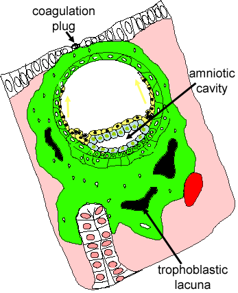 diagram showing day 9