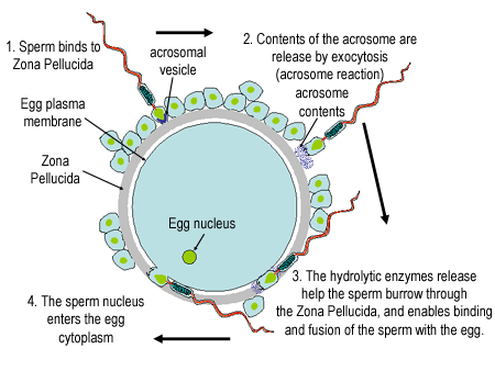 diagram of fertilisation