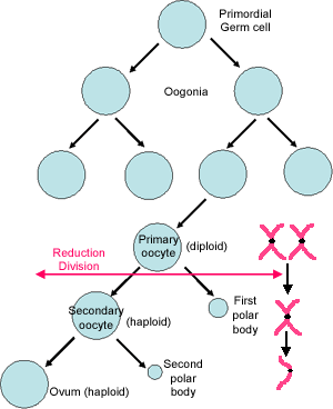 diagram of meiosis in oogenesis.