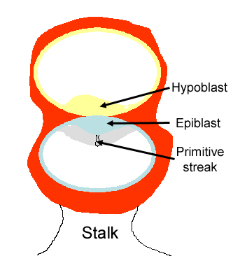 illustration showing the appearance of a midline structure, a depression, on the epiblast called the primitive streak