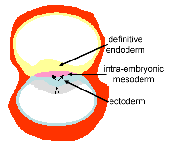 illustration of gastrulation